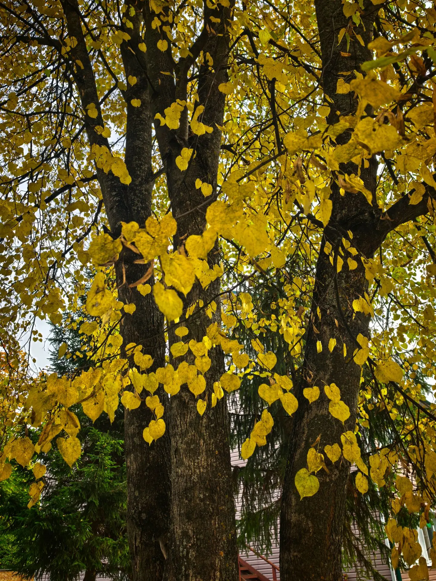🍂   Осень жизни как и осень года...