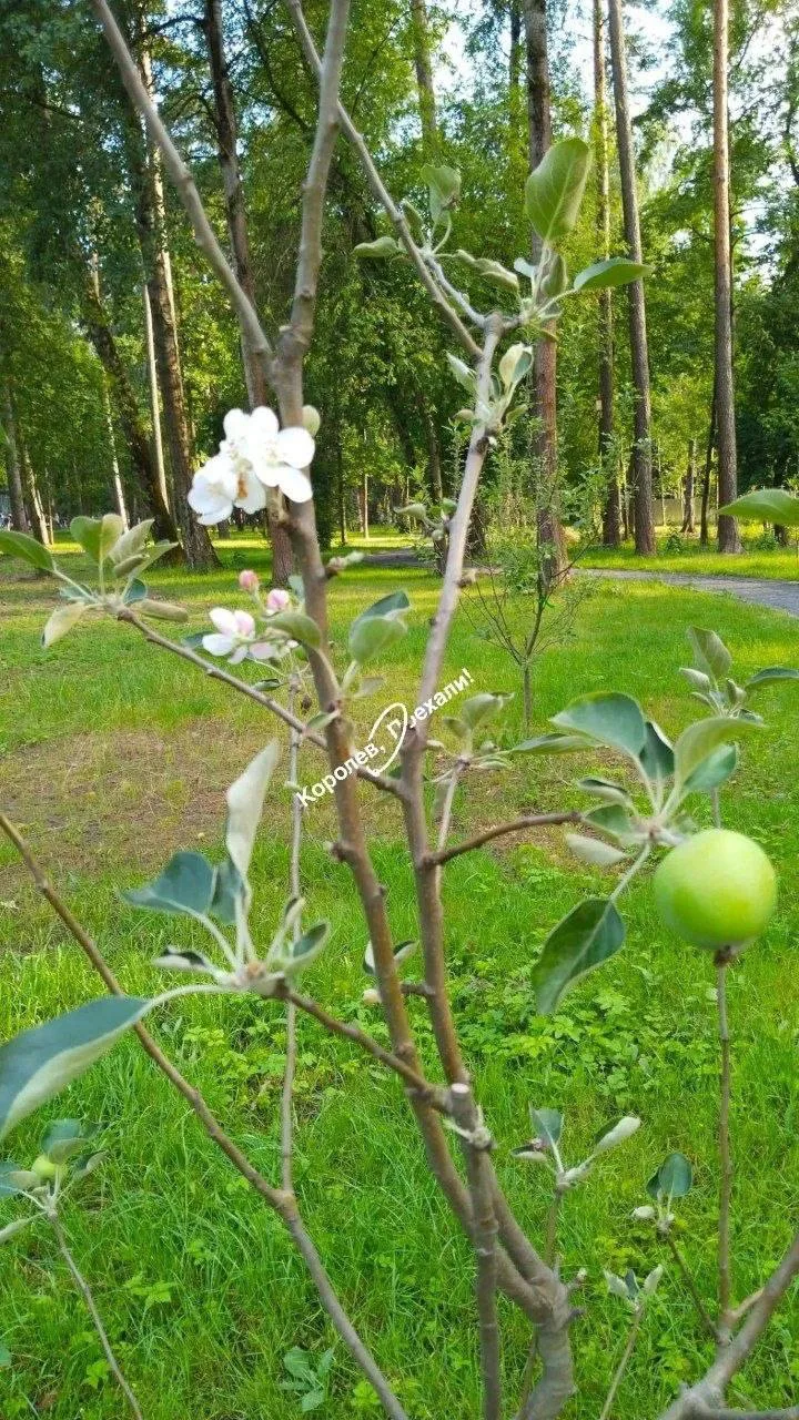 Расцветали яблони (в Королеве) и груши (в Балашихе)…