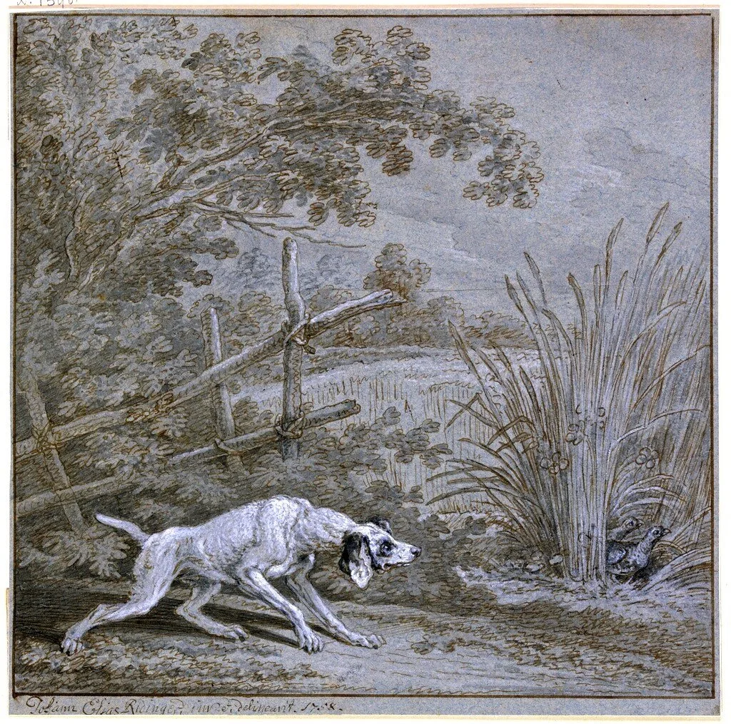 Легавая охотится на куропаток. Johann Elias Ridinger (1698-1767), немецкий художник.
