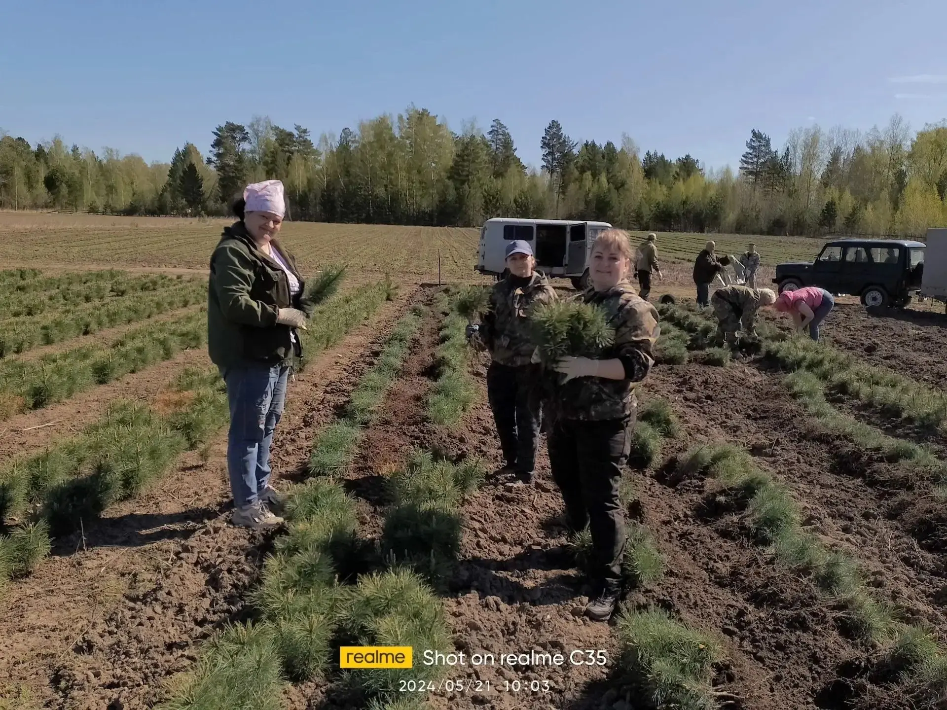 В Пировском и Казачинском лесничествах восстанавливают лес
