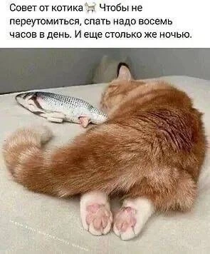 Кукуха в отъезде 🐦