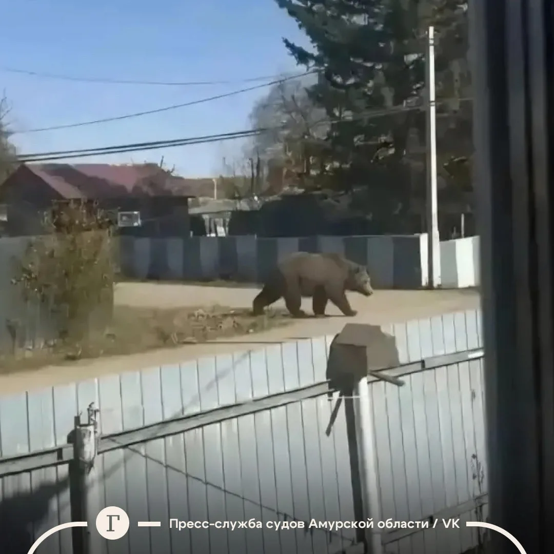 Россиянку оштрафовали за сгенерированное фото медведя.