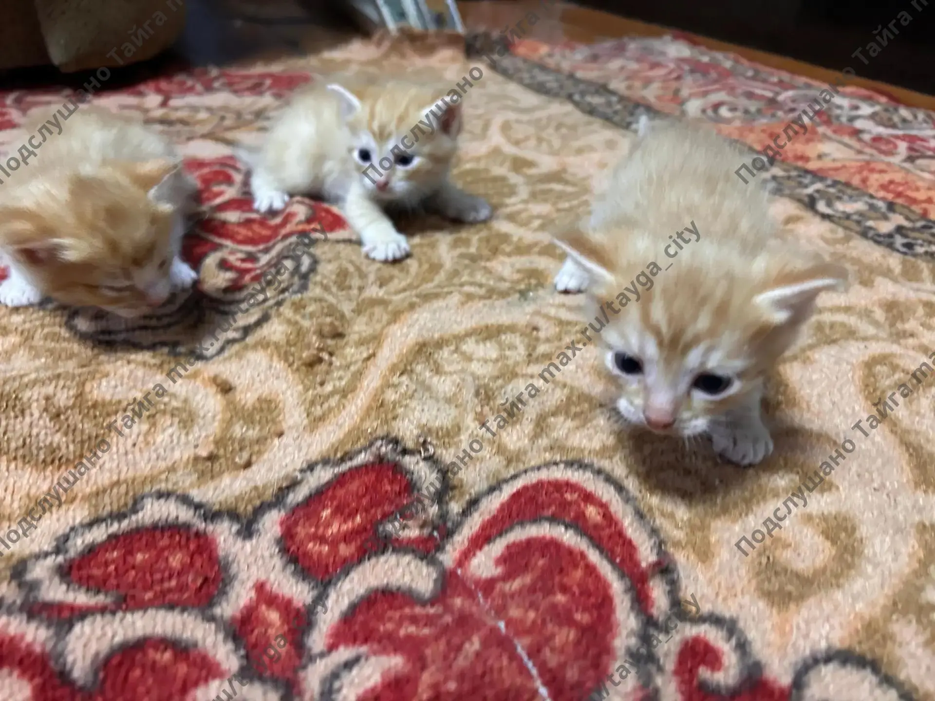 Отдам котят , все мальчишки