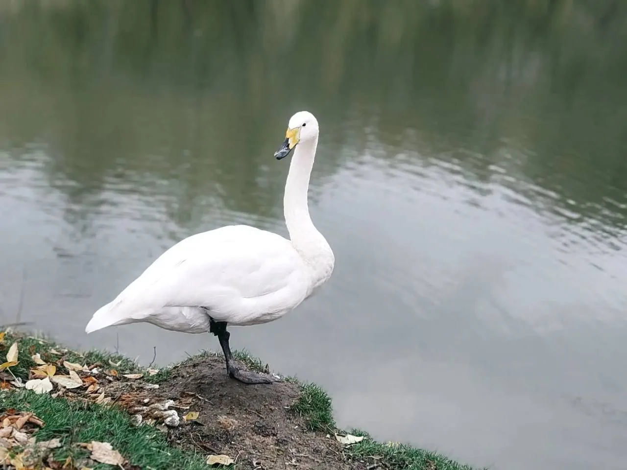 🦢 В Омской области лебеди готовятся к осеннему перелёту