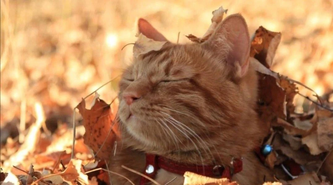 🍁 Осень уже в воздухе