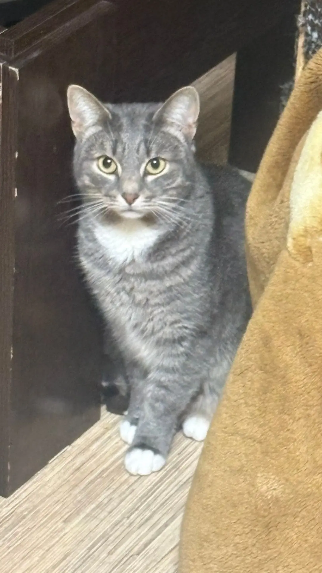 SOS! 4 котика остались без хозяйки 🙏