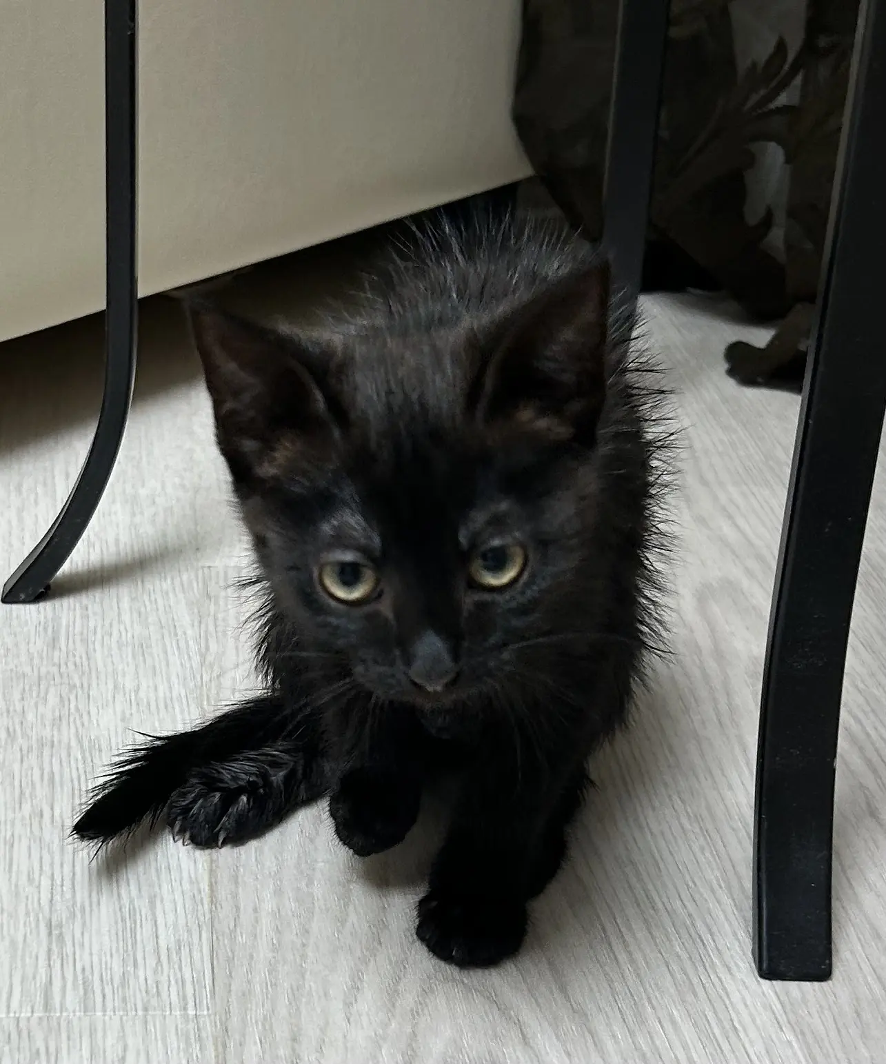 Добрый день! Котенок ждет свой дом. Девочка, 2 мес, к лотку приучена, непривередливая, ...