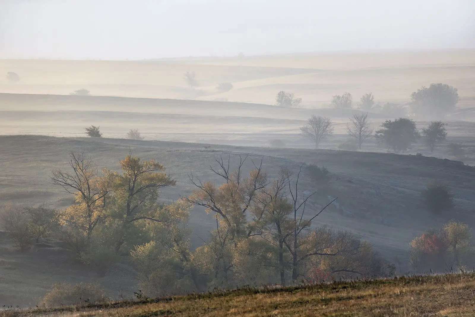 Рыжая степь