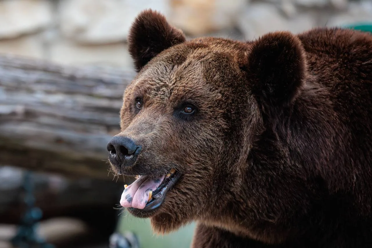 🐻В октябре возрастает риск встречи с медведями в Подмосковье