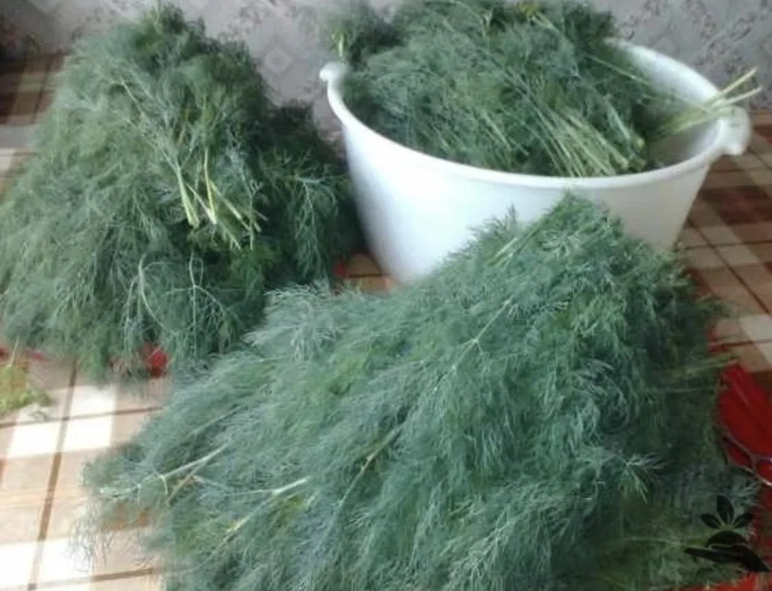 🌿 Укроп, который не стыдно срезать: правила от соседки