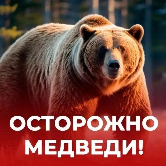 Осторожно: медведи в Забайкальском крае! 🐻