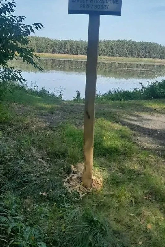 В Польше предупреждение о деятельности бобров пострадало от зубов самих животных