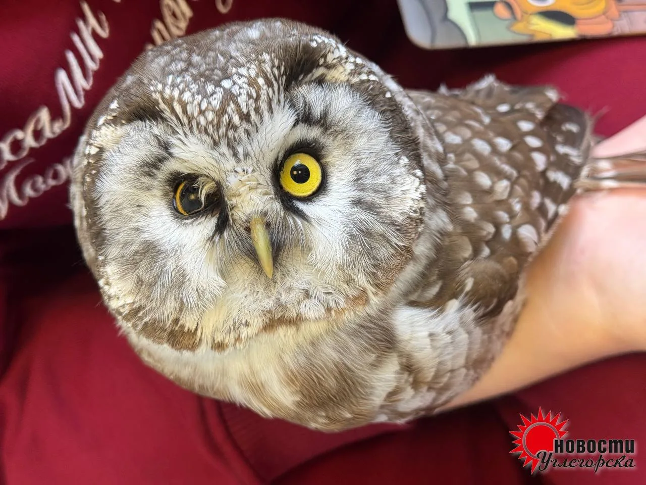 🦉 Совенка с перебитым крылом и поврежденным глазом нашли в Шахтерске