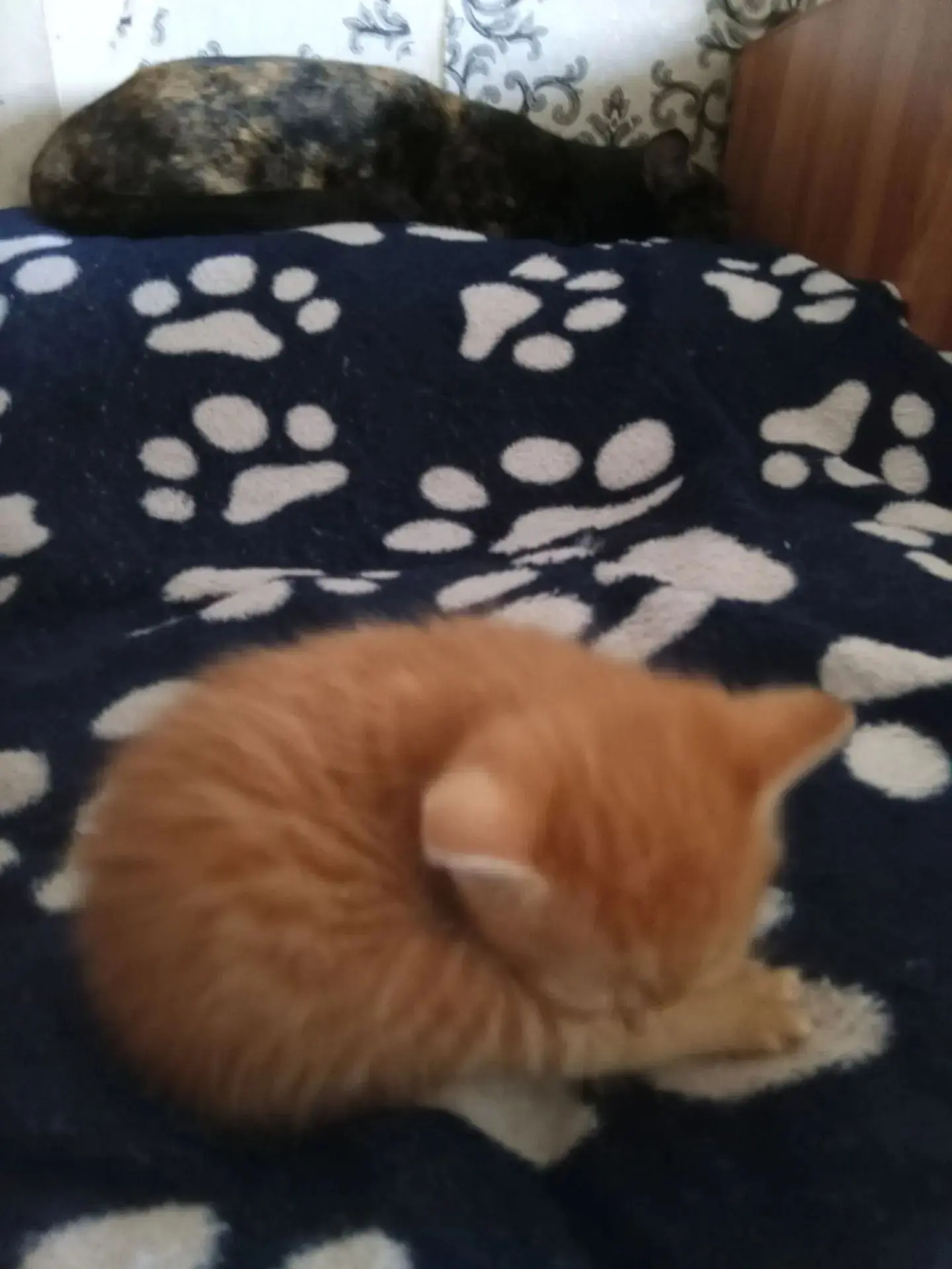 Отдам котят бесплатно.