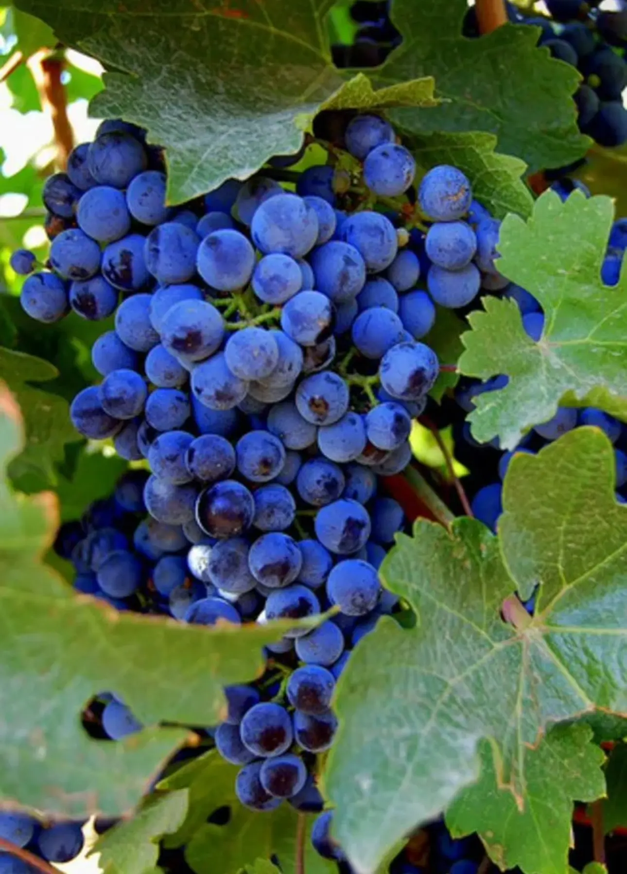 ВИНОГРАД ПРОДАЖА 1 кг/100 рублей🍇