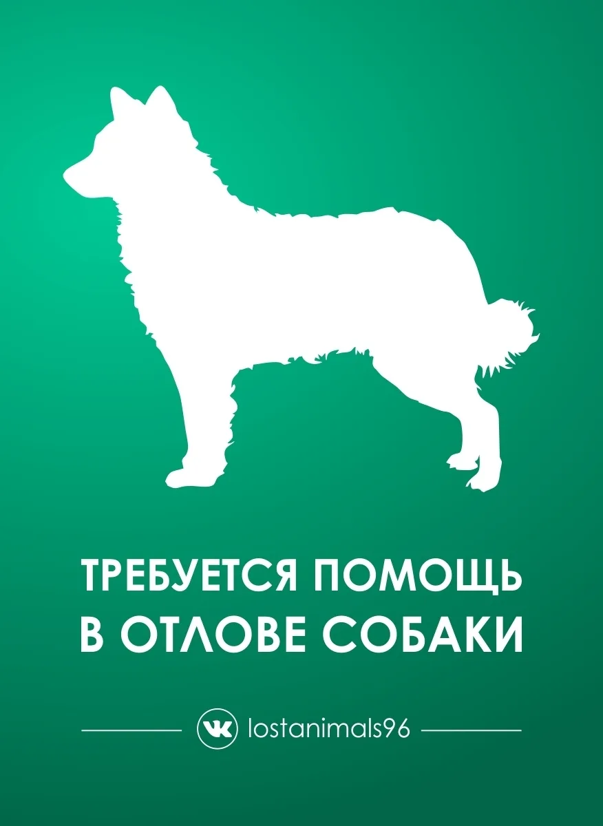Найдена собака в лесополосе, с ней бегает овчарка,собака нестерилизованная.