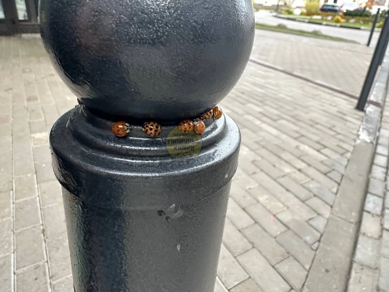 На улице Юннатов заметили много божьих коровок 🐞