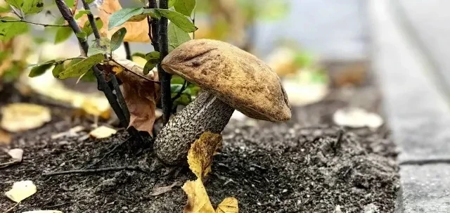 🍂 Осень вступила в свои права во Фрязино!