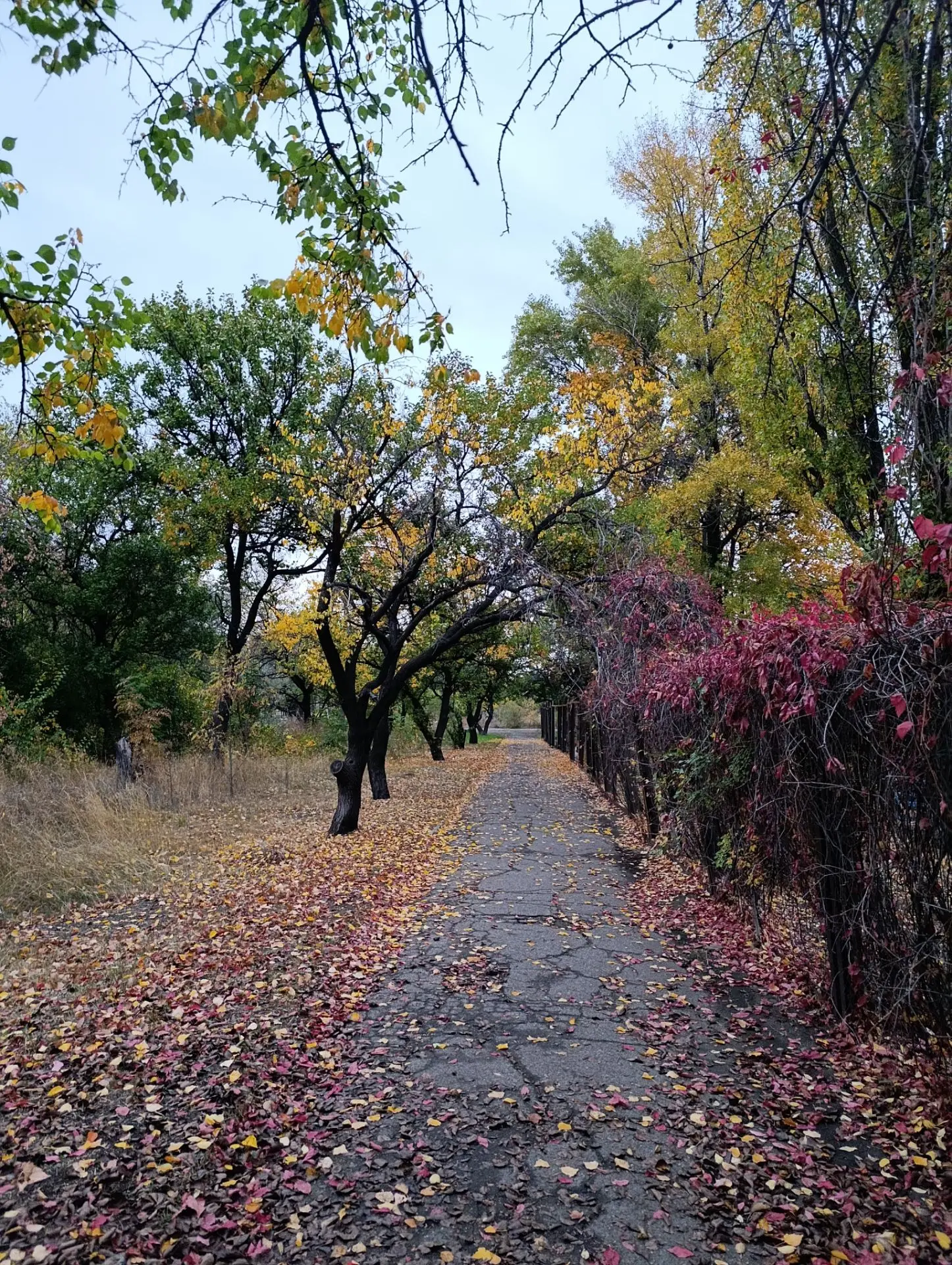 Разноцветное октябрьское утро 🍂 в Луганской Народной Республике. ❤