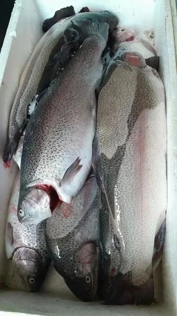 Спешим к вам с хорошими новостями — икорная форель уже поступила! 🐟