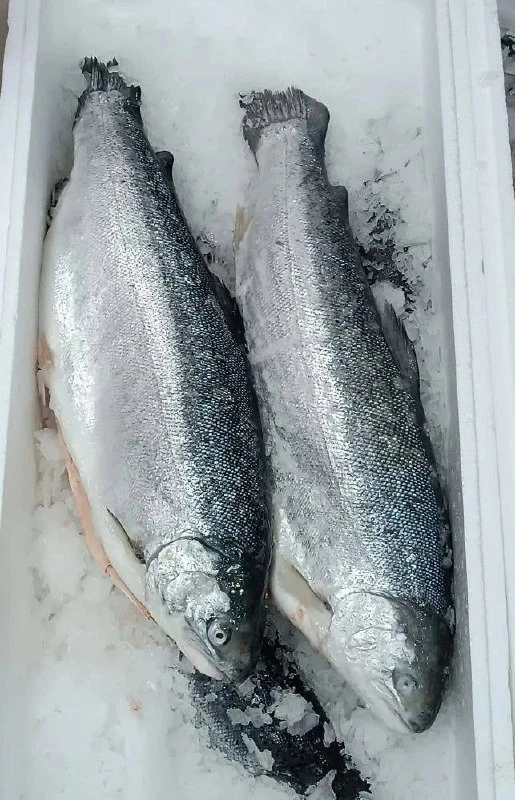 🐟 ОХЛАЖДЁННАЯ РЫБА — ПОСТАВКА 15 ОКТЯБРЯ