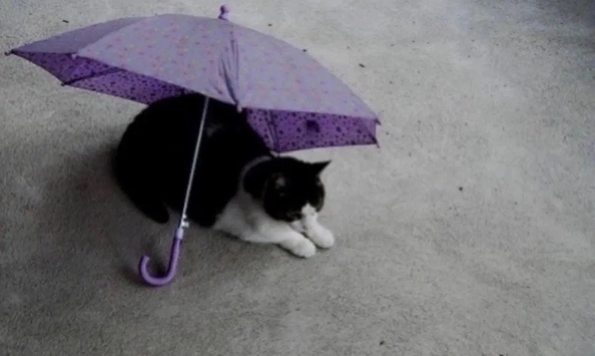 🌧️ Центральную Россию накроют сильные ливни