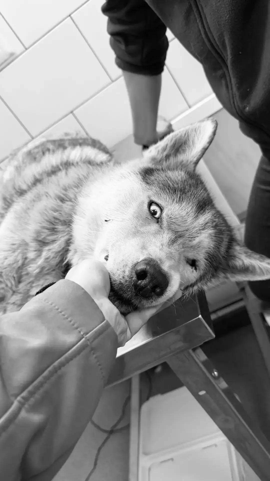 Сегодня хороших новостей не будет. Хасочка Яя умерла в клинике...