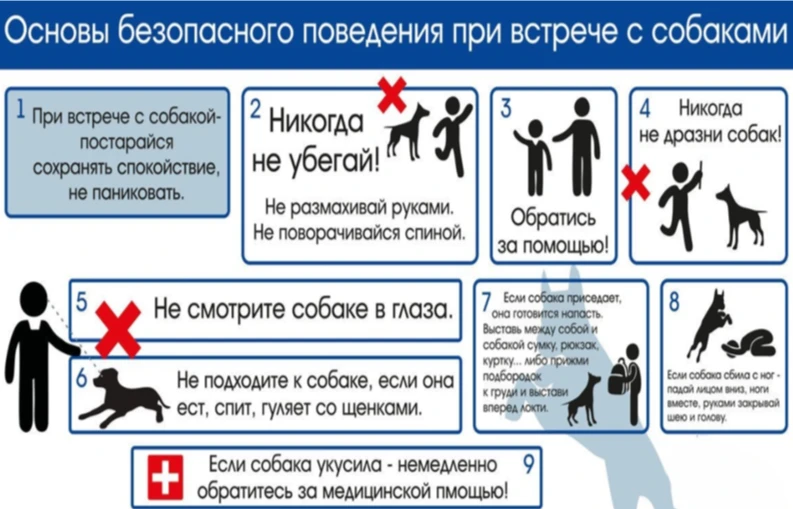 ❗Памятка о мерах безопасности при обращении с безнадзорными животными❗