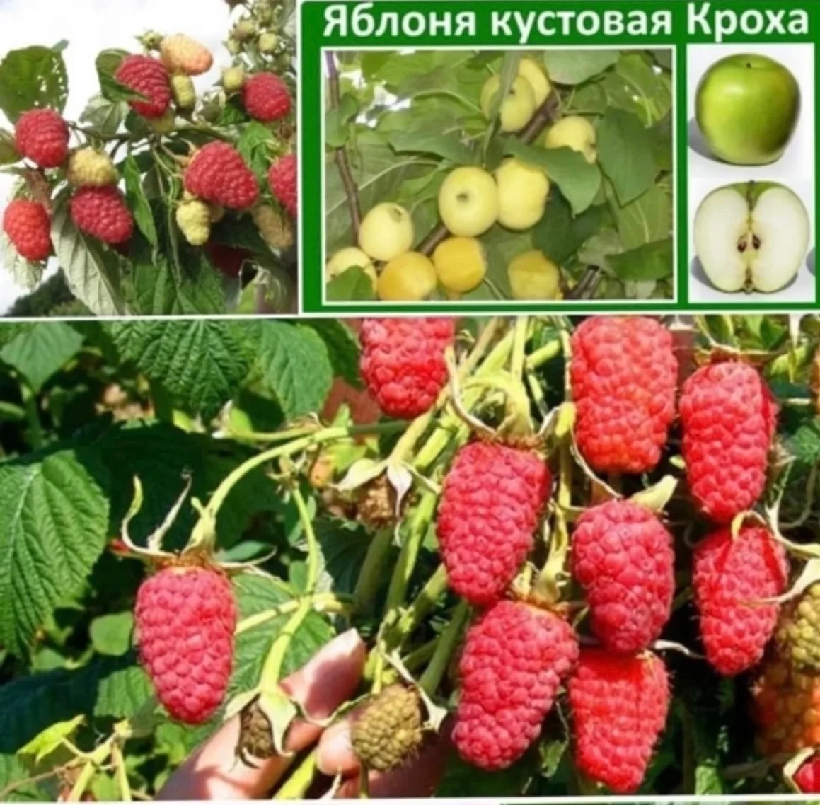 16 октября в Волоконовке на новом рынке, с 9:00 до 14:00 состоится продажа саженцев из ...