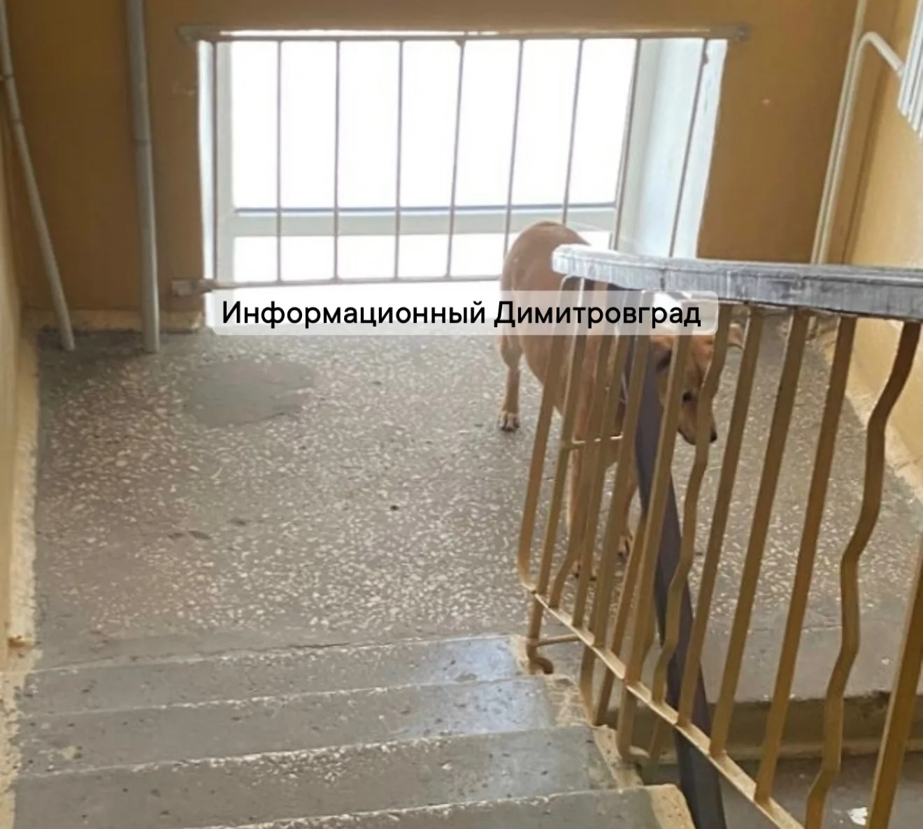 Срочно: бродячие собаки на улице и в подъезде — просим помощи и реакции администрации г...
