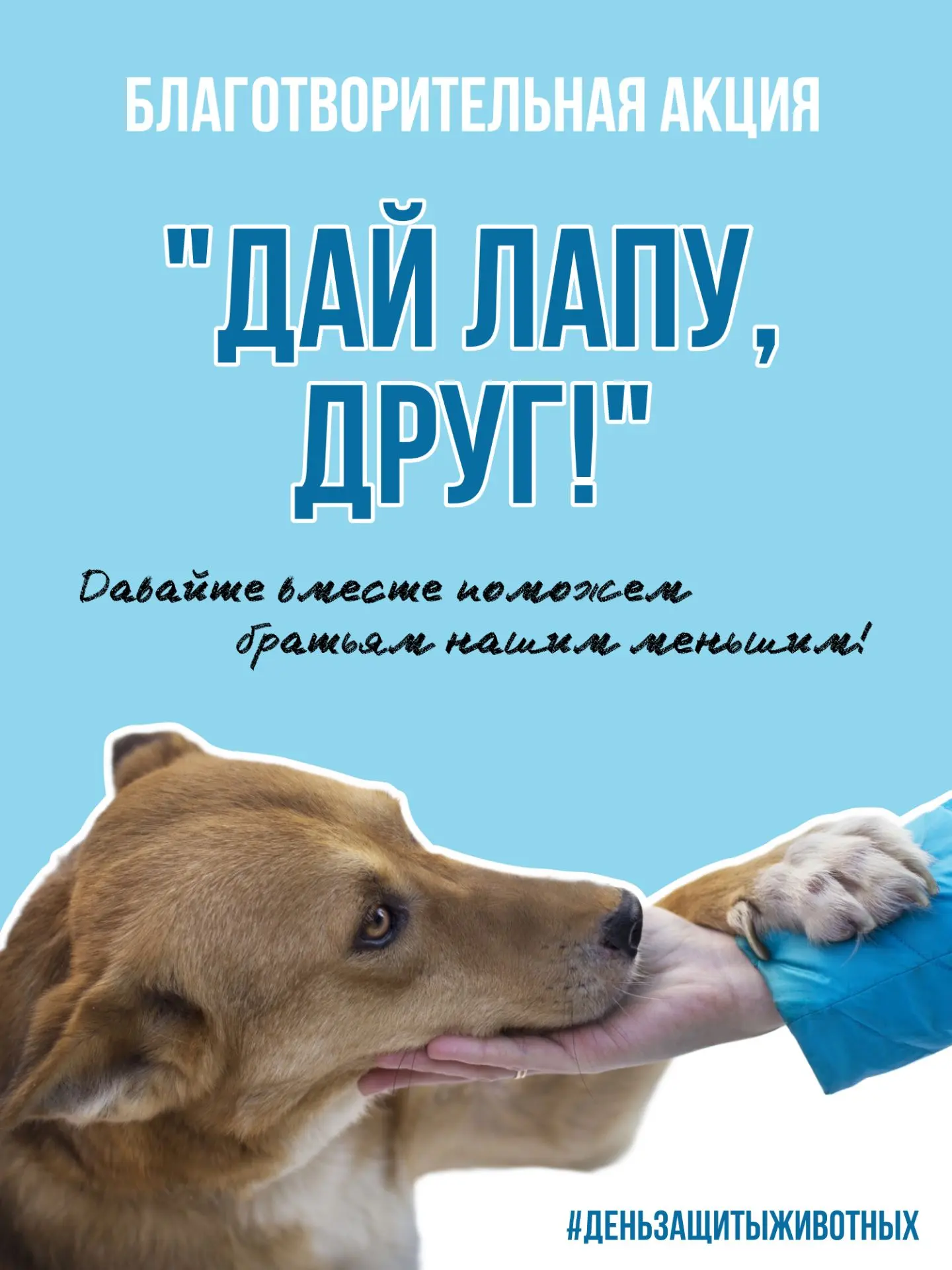 ДАЙ ЛАПУ, ДРУГ! 🐾