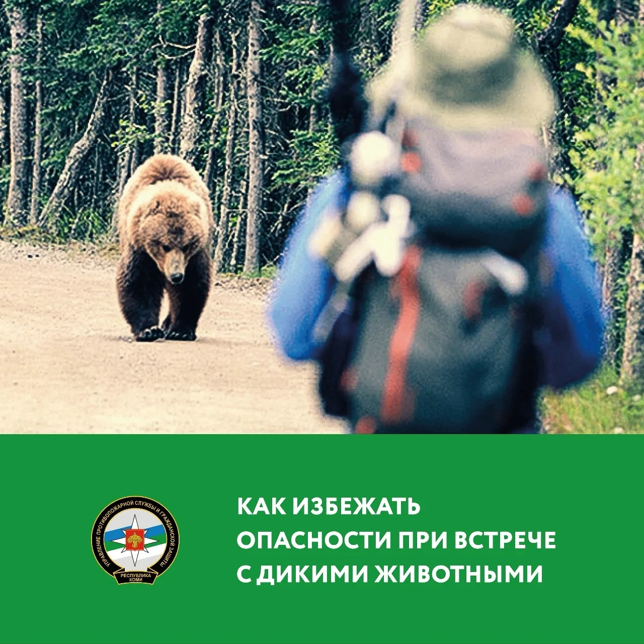 Как избежать опасности при встрече с дикими животными