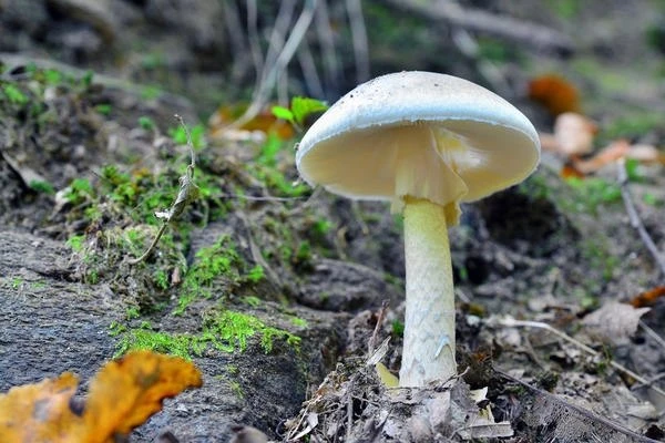🍄 Приняла бледную поганку за съедобный гриб — и оказалась на грани жизни и смерти