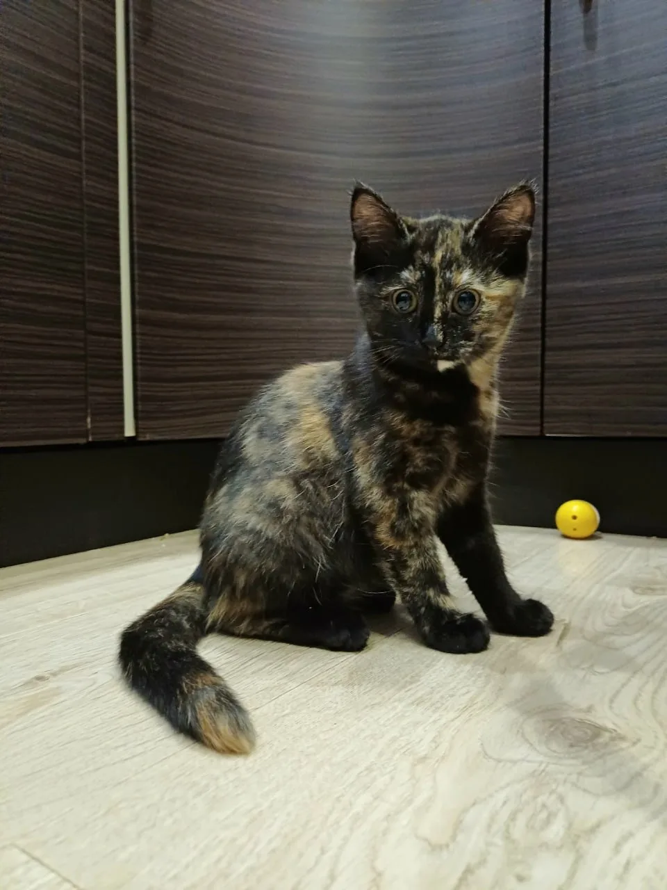 🏡 ДВЕ СЕСТРИЧКИ ИЩУТ ДОМ! 🐾❤️