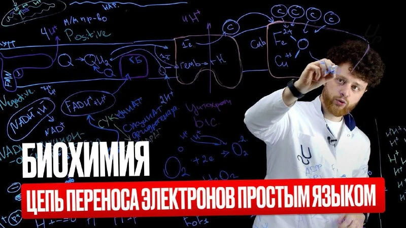 Цепь переноса электронов🫁😮‍💨