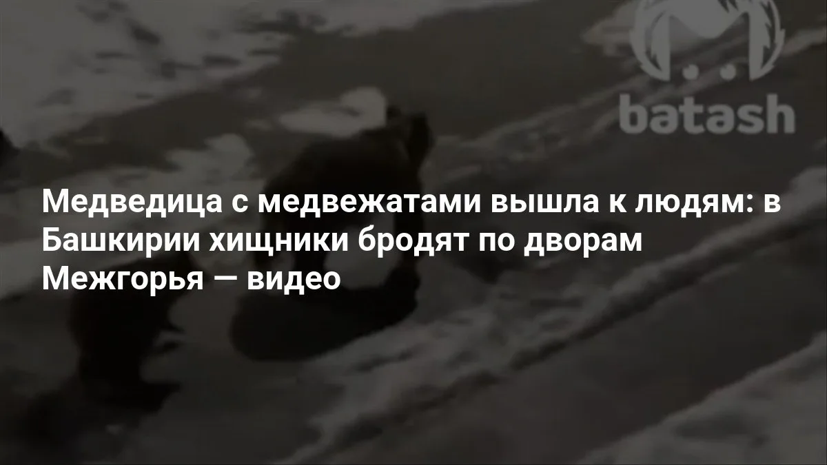 🐻 В Башкирии медведица с медвежатами гуляет по Межгорью