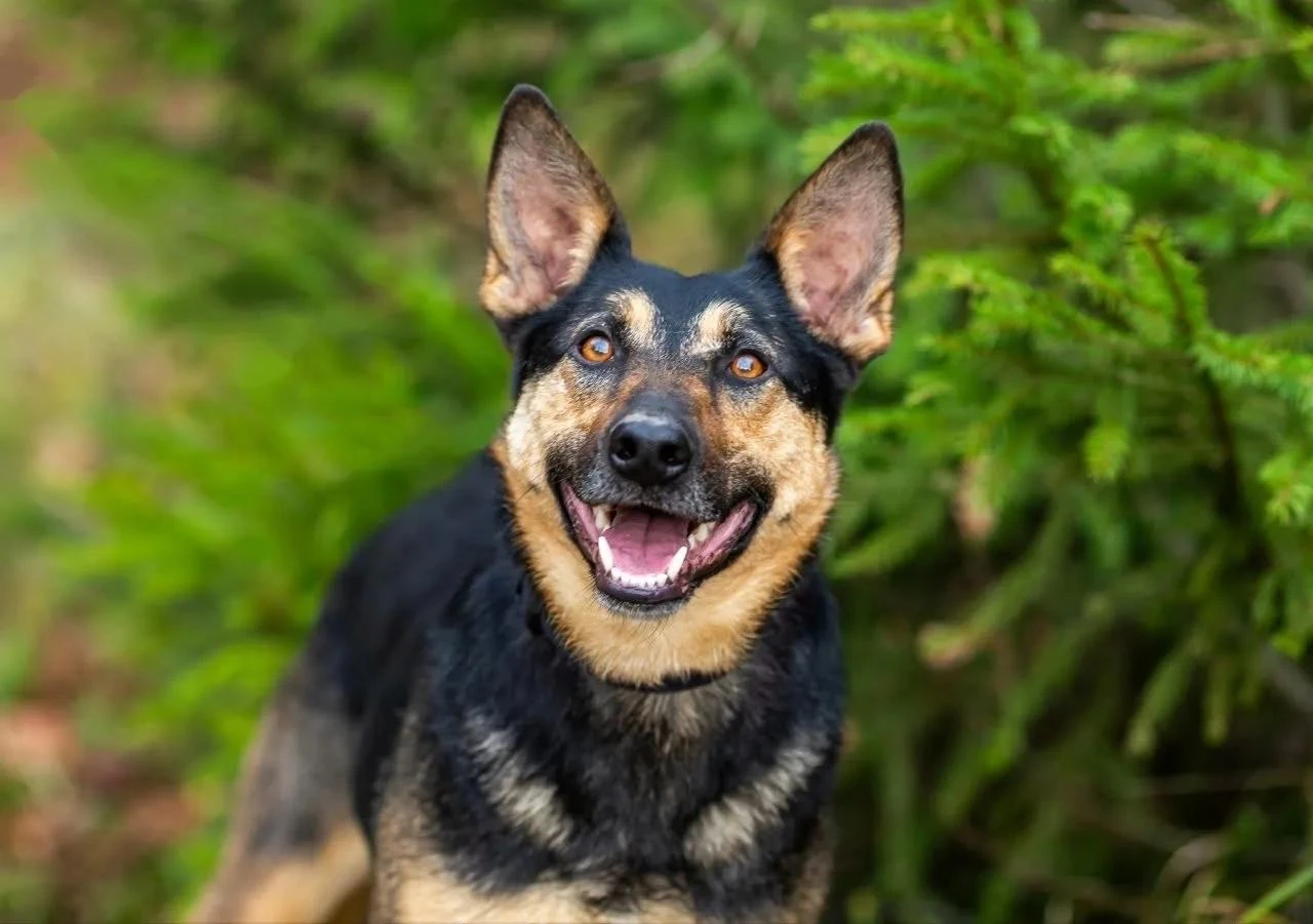 🎉 Агуша едет на фестиваль WOOF FEST в Москве! 🎉