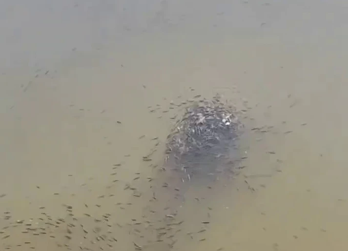 Гайдаровский пруд в Арзамасе пополнился новым поколением карасей 🐟