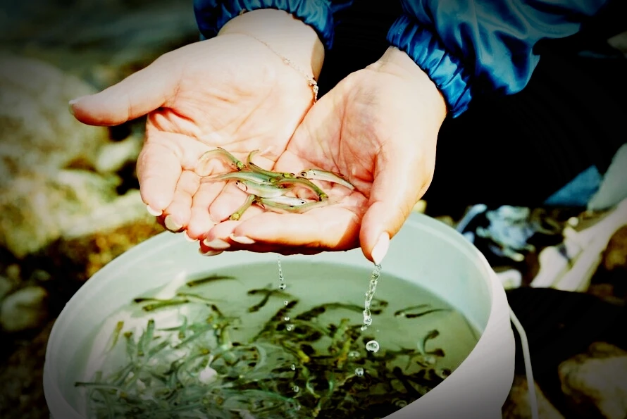 🐟 Промышленников обяжут выпускать мальков за каждую добытую тонну красной рыбы