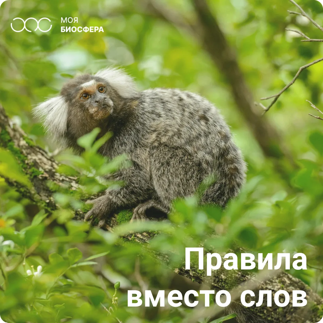 🙊 Учёные нашли грамматику в криках трёх видов приматов