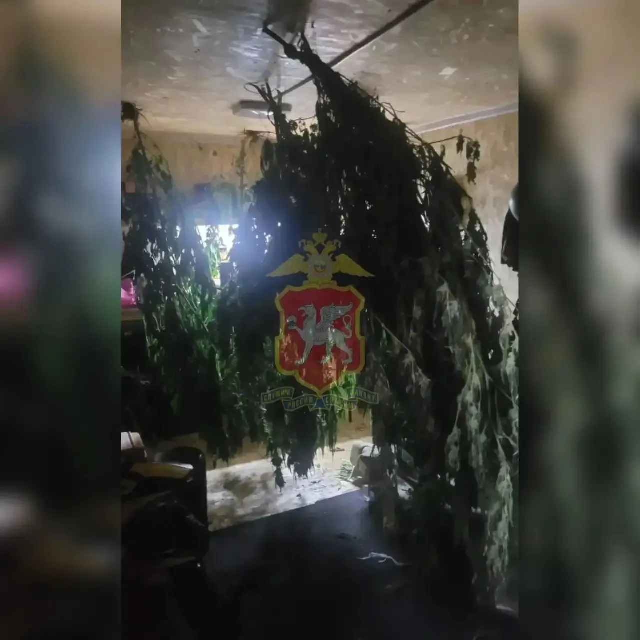 В Судаке у предпринимателя изъяли более 6,5 кг конопли