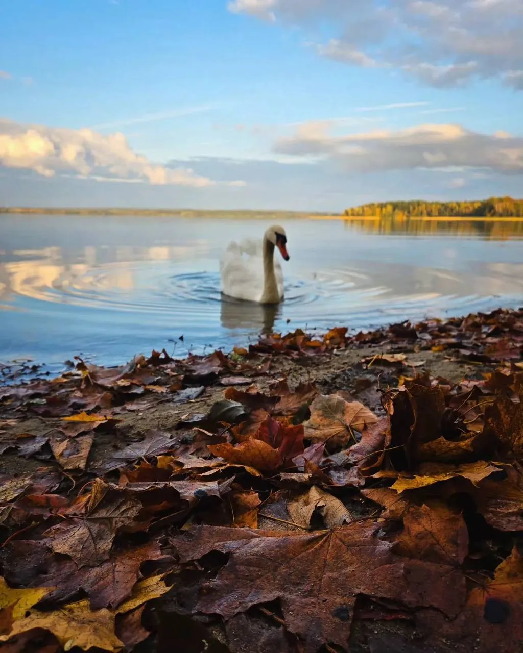 Золотая осень вступает в свои права🍁🍂