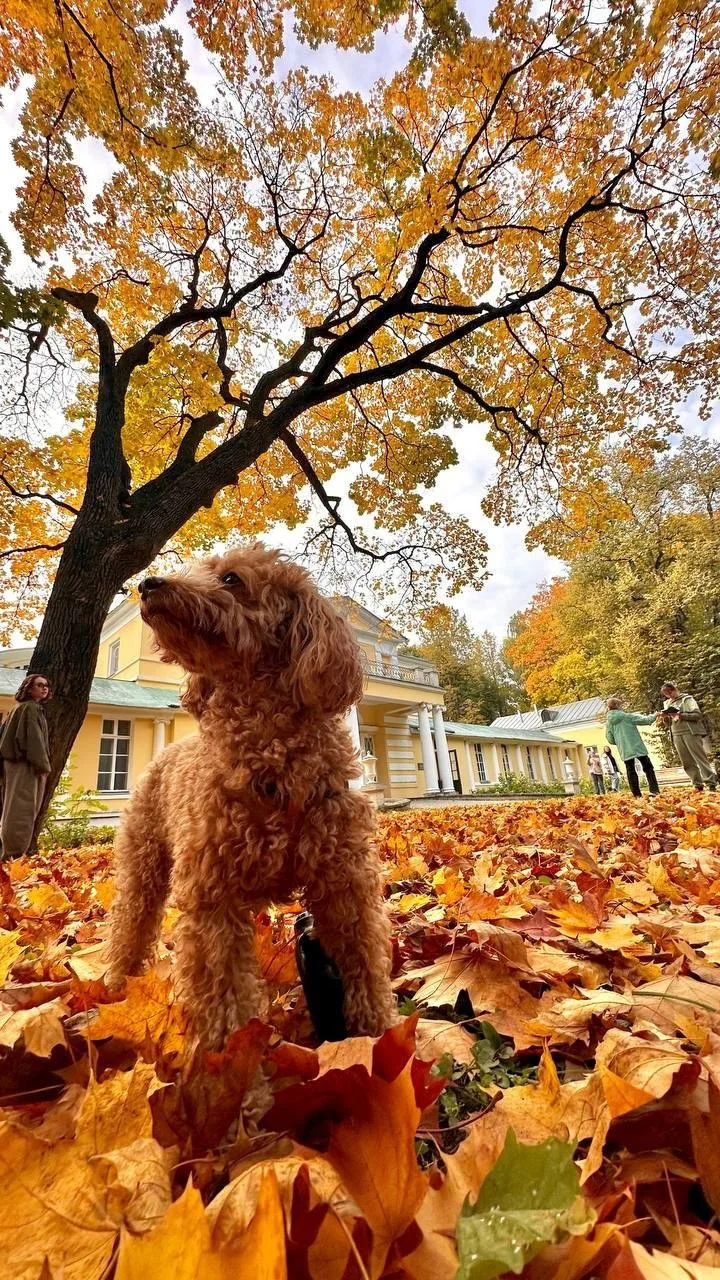 Хвостатая звезда осеннего Братцево 🍂