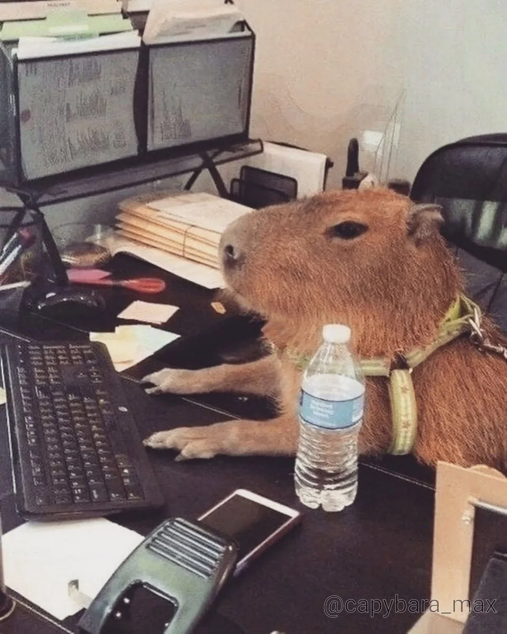 🐹💻😂