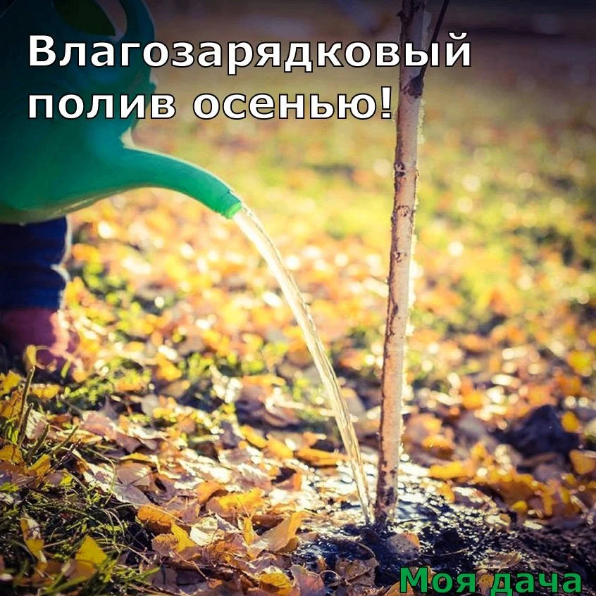 Влагозарядковый полив осенью 💦