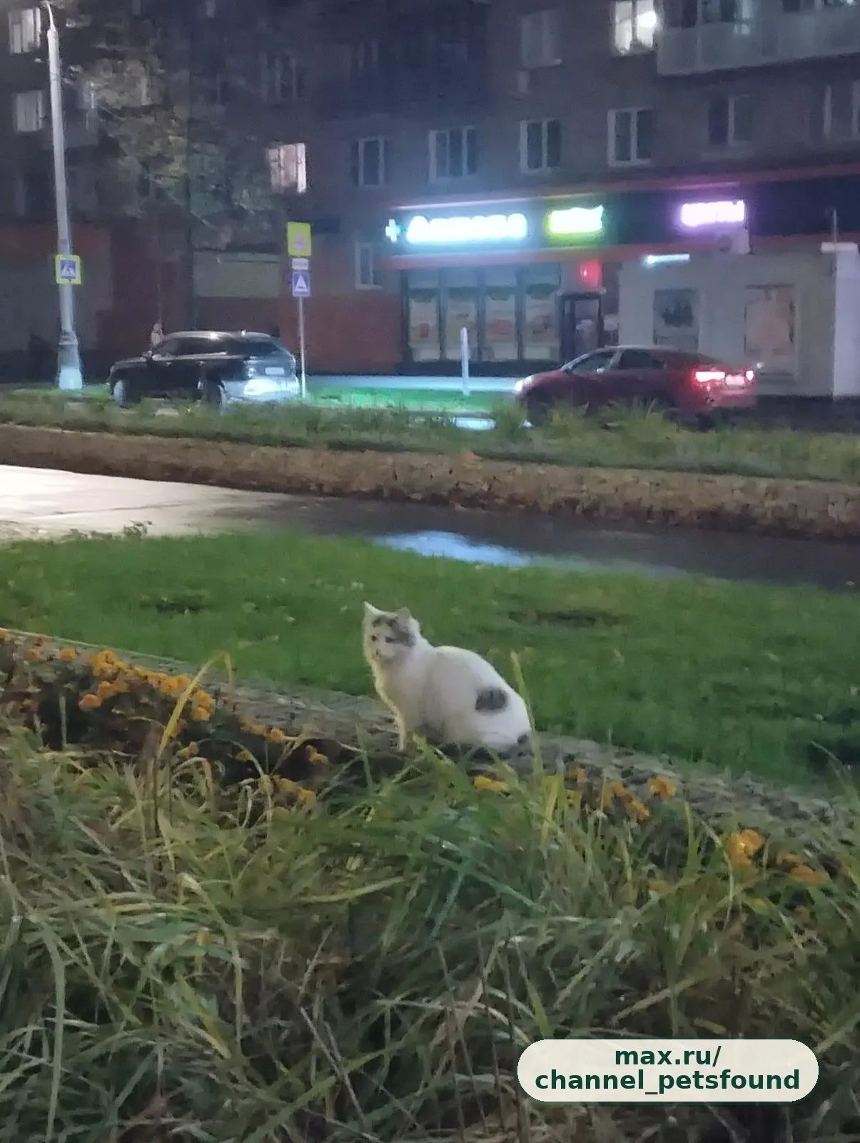 🐾 Найден питомец — Москва