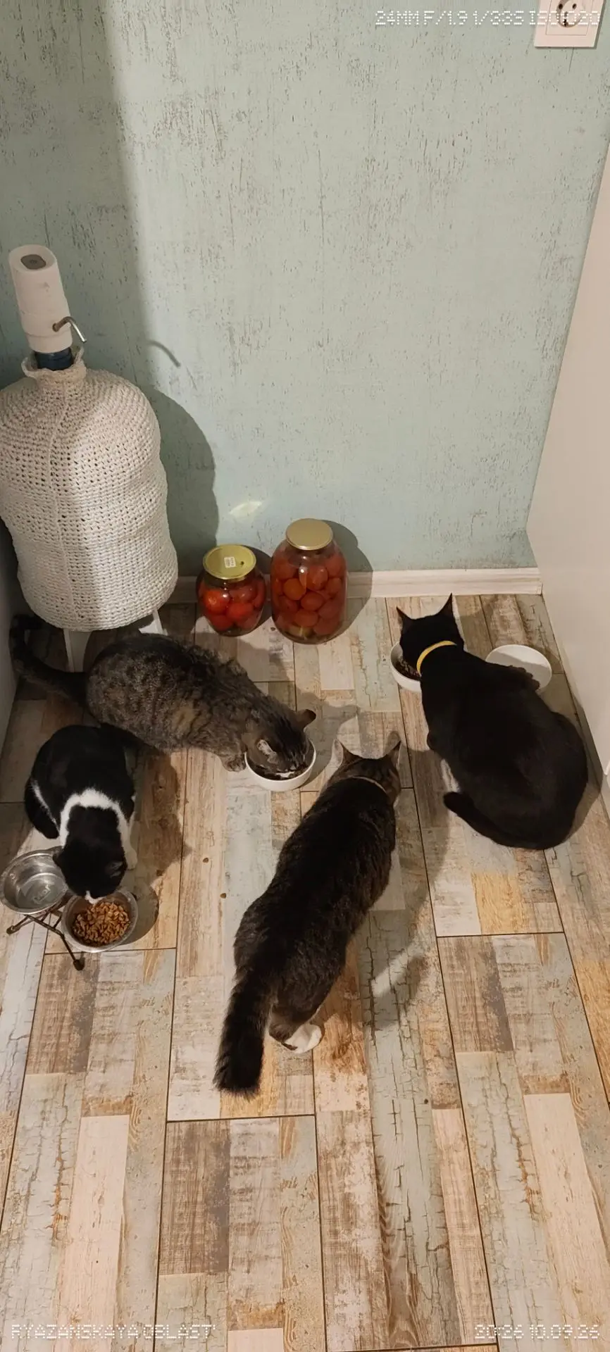 Тадамммм! Сенсация: Володя соизволил отужинать дома🍽️✨🐈‍⬛