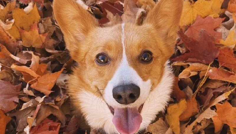 🍁 Свежий октябрьский рассвет