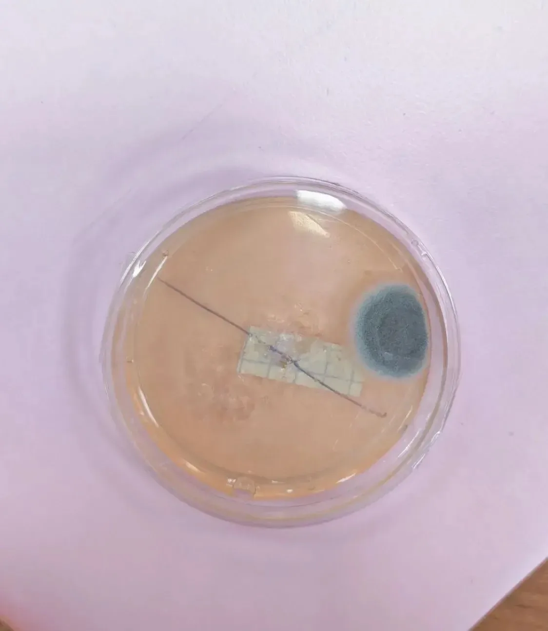 🔬 Лабораторный практикум по микробиологии в 5 классах