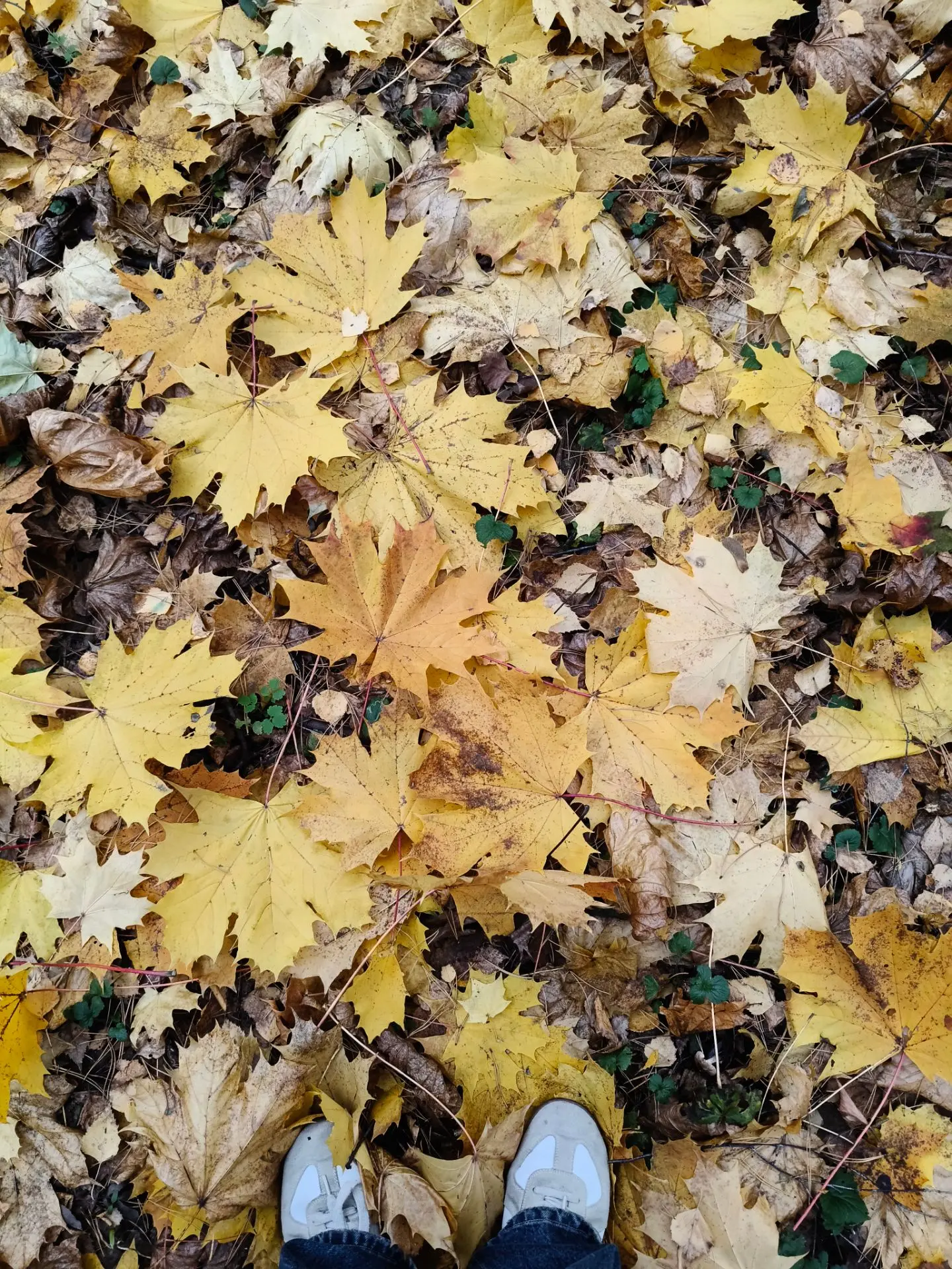 А вы уже пошуршали? 🍂